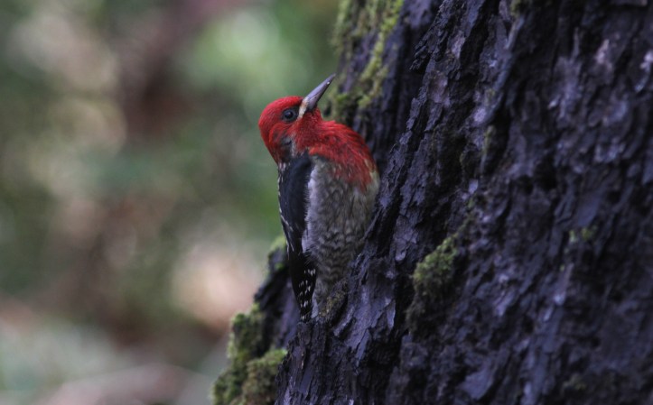 Red-breasted Sapsucker 989 (6).JPG