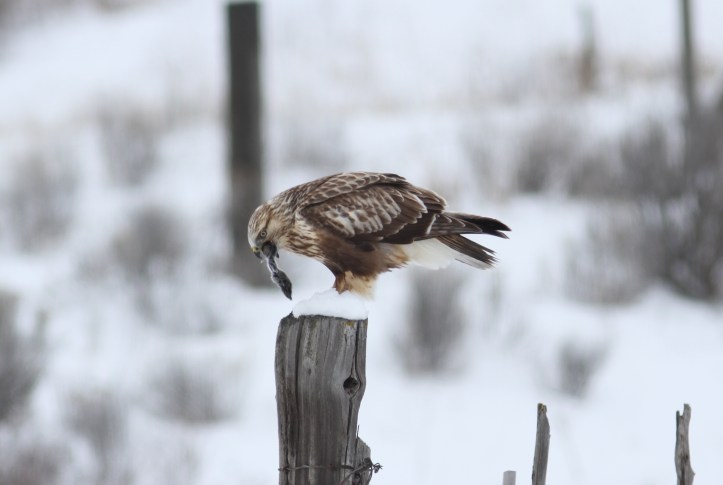 Rough-legged Hawk ghk3