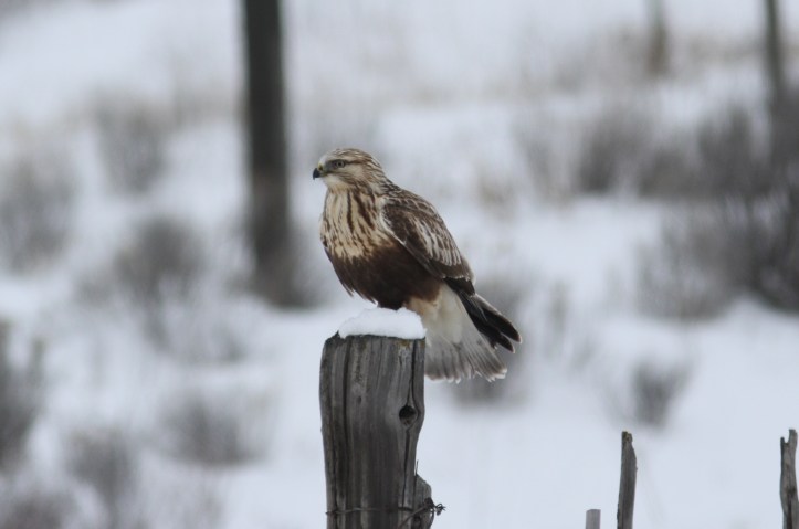 Rough-legged Hawk jll3