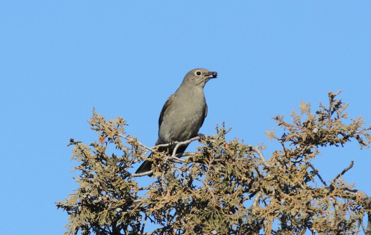 Townsend's Solitaire 18 (2)