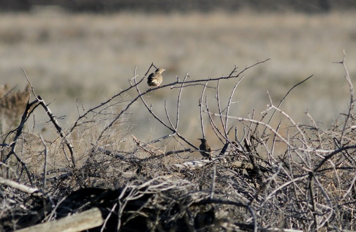 Western Meadowlark jhghj3