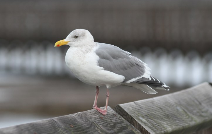 Western x Glaucous-winged hybrid 1.JPG