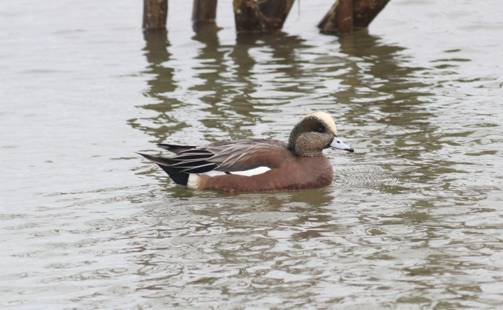 Wigeon kh.JPG
