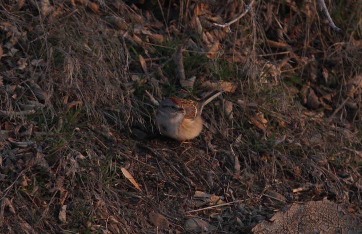 American Tree Sparrow ghkk3