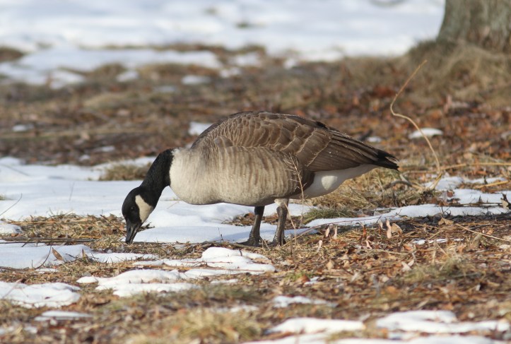 Canada goose hghhj3