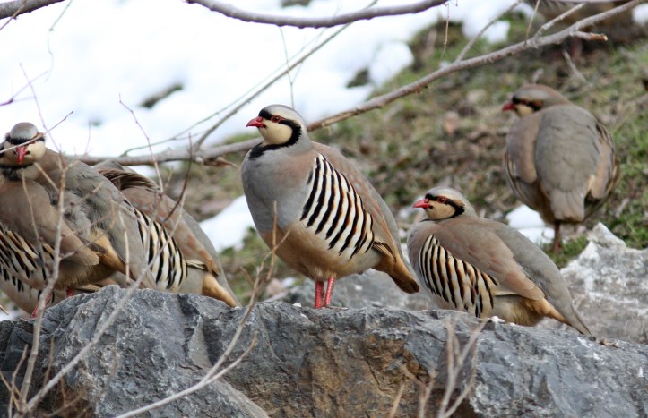 Chukar hhg3