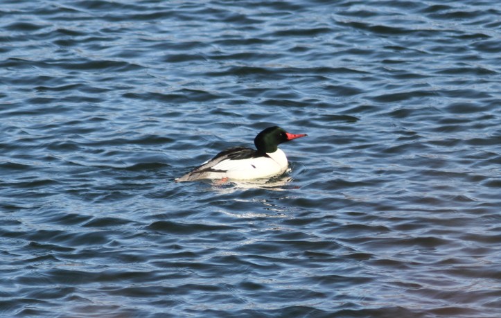Common Merganser hkkhl3