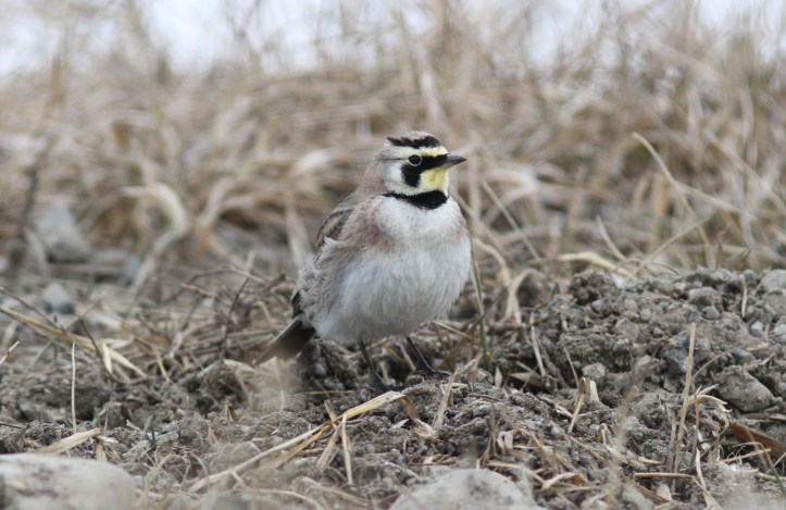 Horned Lark 12 (10)
