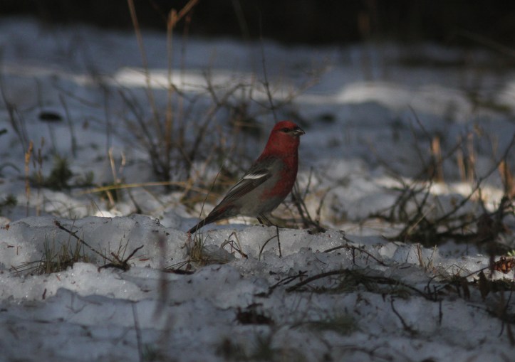 Pine Grosbeak ghggj3