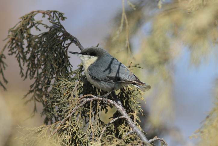 Pygmy Nuthatch gffhf2