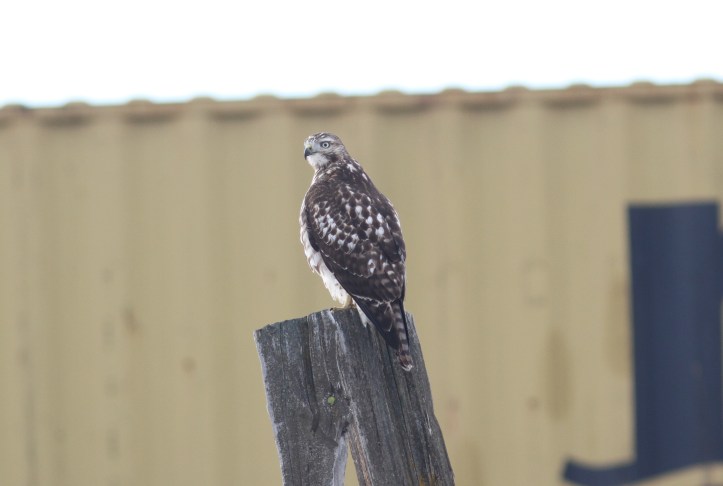 Red-tailed Hawk ngh3