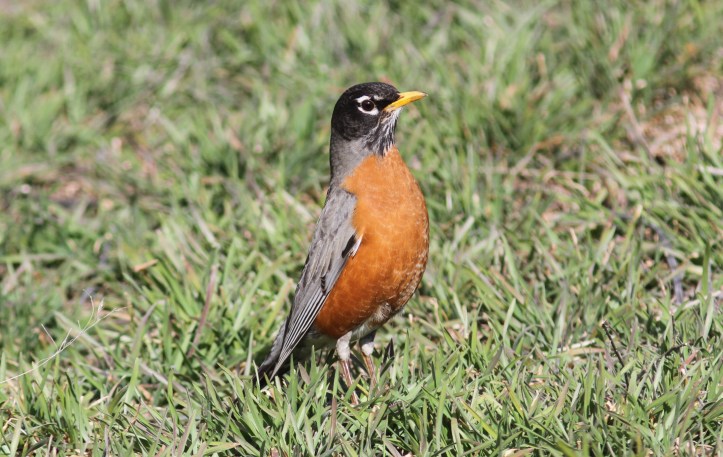 American Robin 56fg2