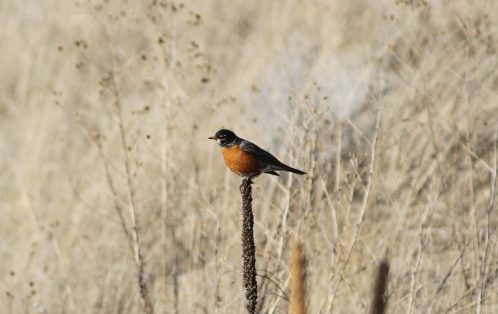 American Robin jhlhl3