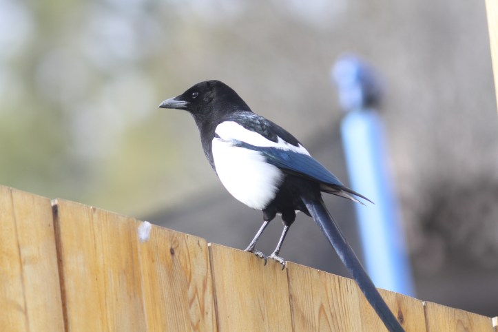 Black-billed Magpie 908982