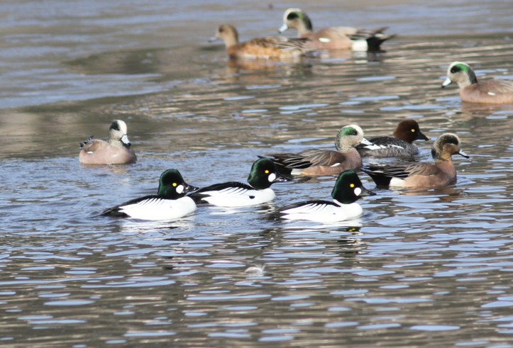 Common Goldeneye hkgk2