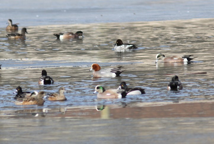Eurasian Wigeon gkhjh2