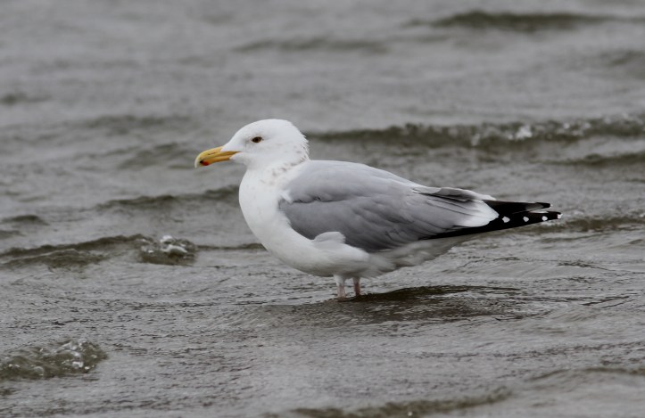 Herring Gull 9 (8)