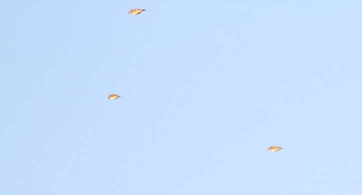 Lapland Long spur gh2