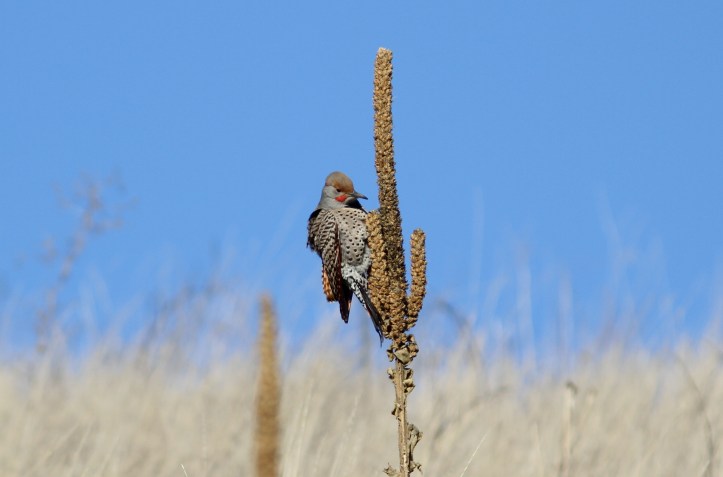 Northern Flicker hgk;kjh3