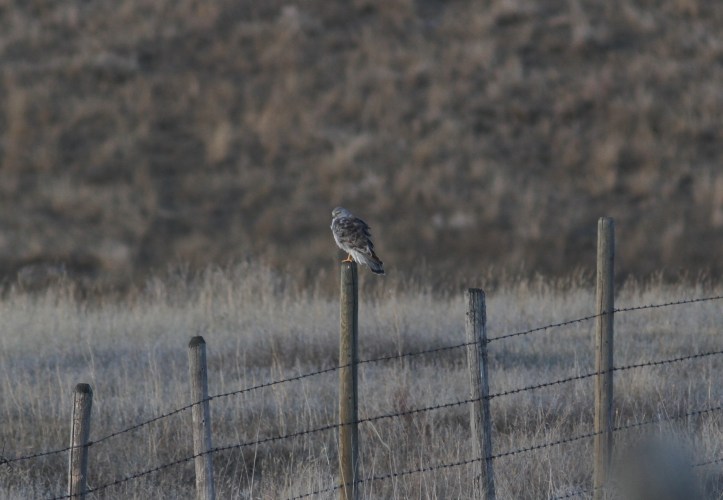 Northern Harrier 980hj2
