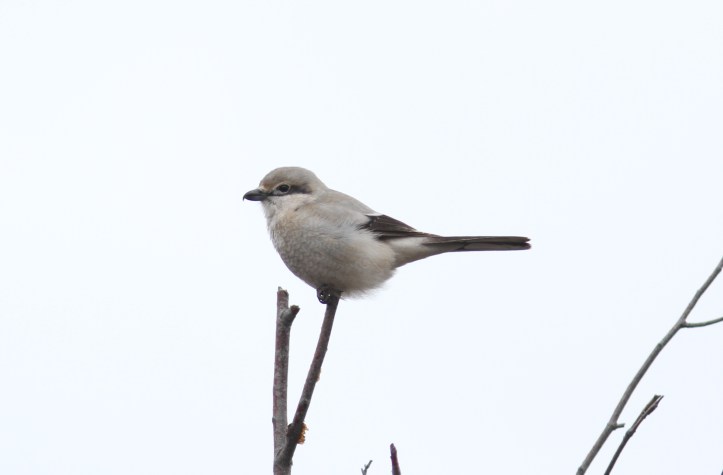 Northern Shrike 098hj