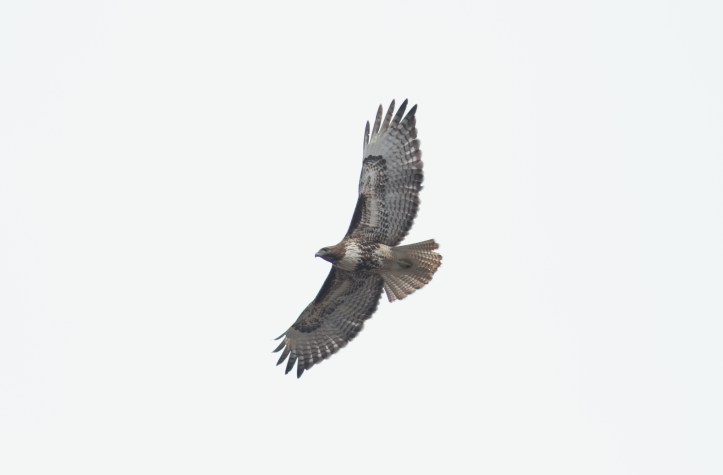 Red-tailed Hawk 96gh2