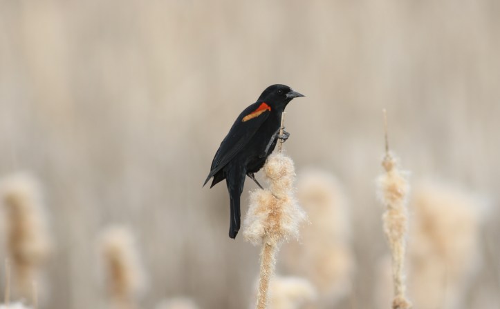 Red-winged Blackbird 0p9l2