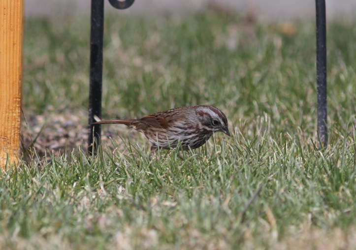 Song Sparrow 0972bh