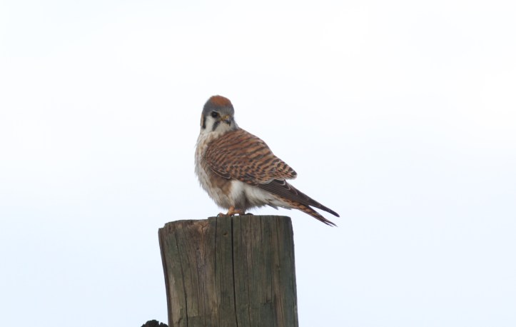 American Kestrel ls