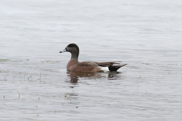 American Wigeon ghh2a