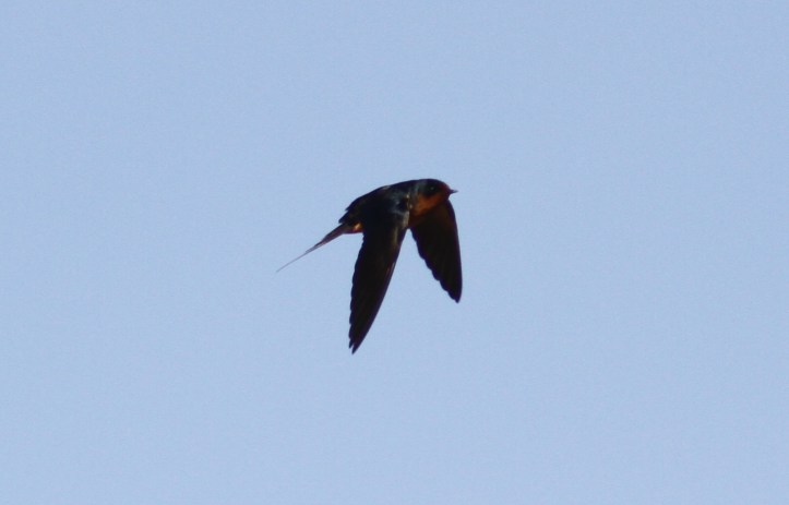 Barn Swallow vc