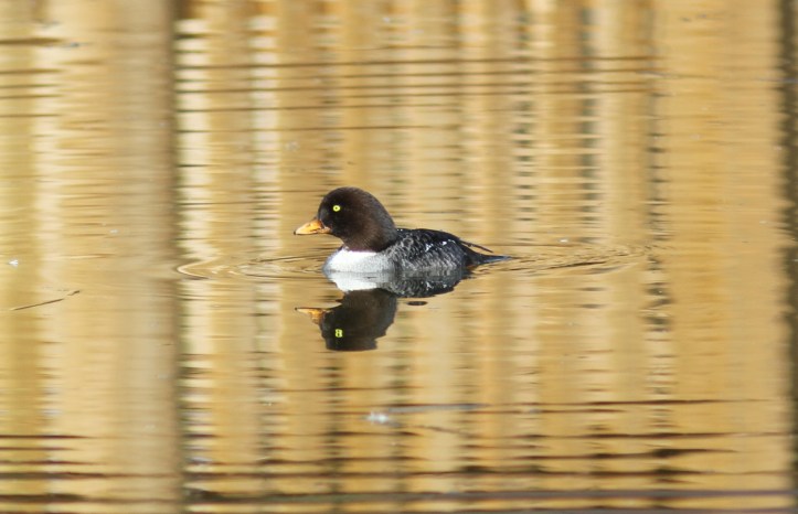Barrow's Goldeneye gh3