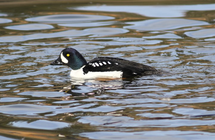 Barrow's goldeneye jks