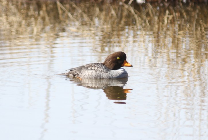 Barrow's Goldeneye kukiu3