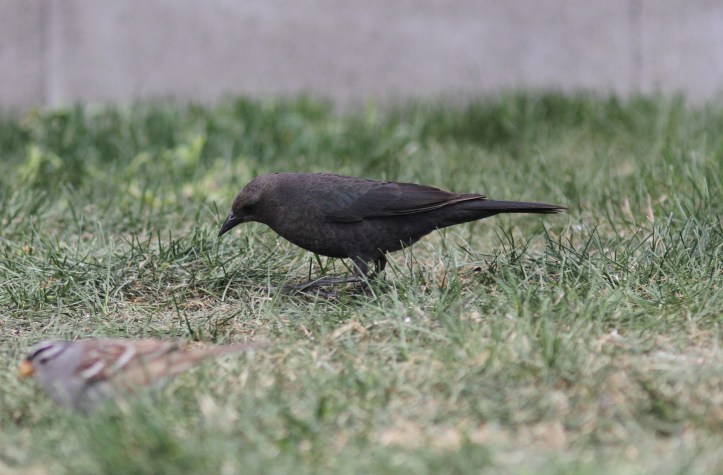 Brewer's Blackbird khgkh3z