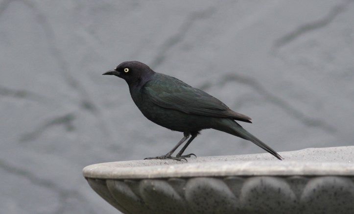 Brewer's Blackbird khk3z