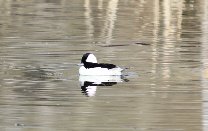 Bufflehead 1s