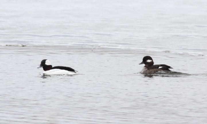 Bufflehead ,3s