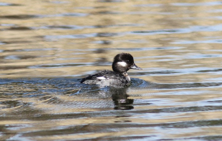 Bufflehead 96