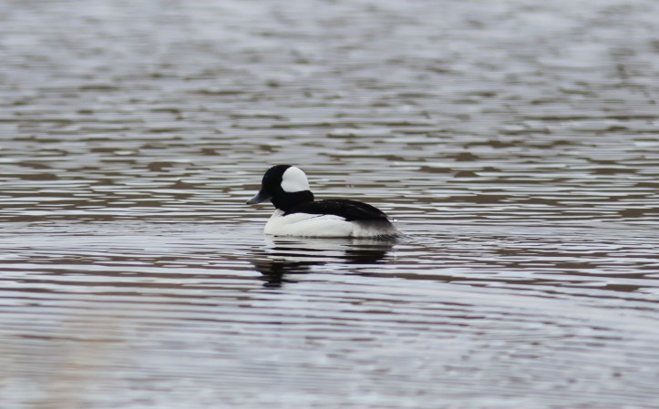 Bufflehead 98hgk2