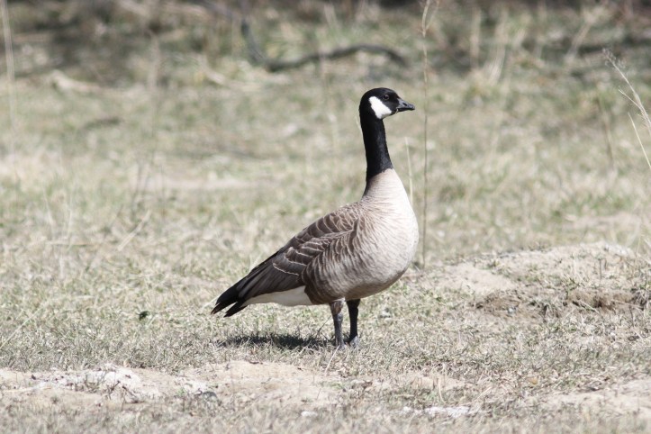 Cackling Goose 2
