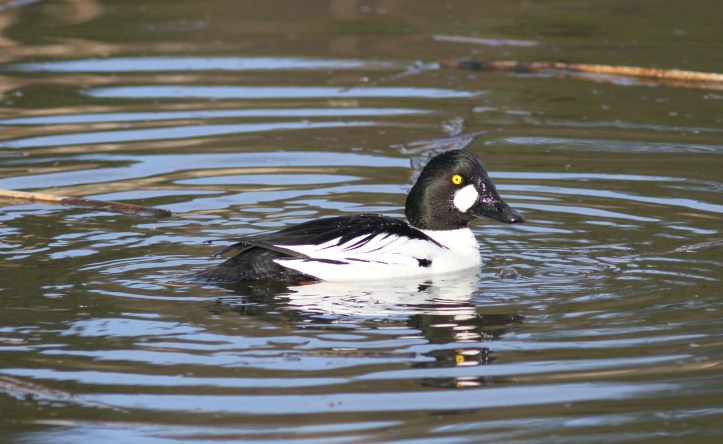 Common Goldeneye j9