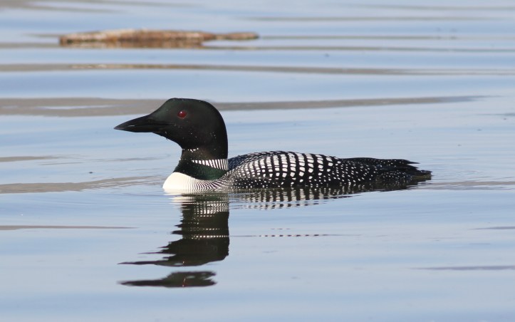Common Loon ghn