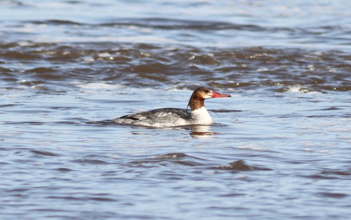 Common Merganser g6 (2)