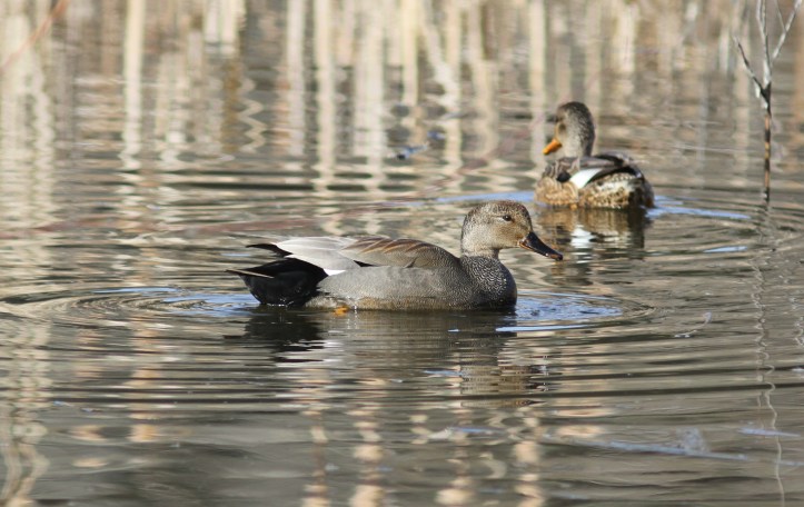 Gadwall jhk3