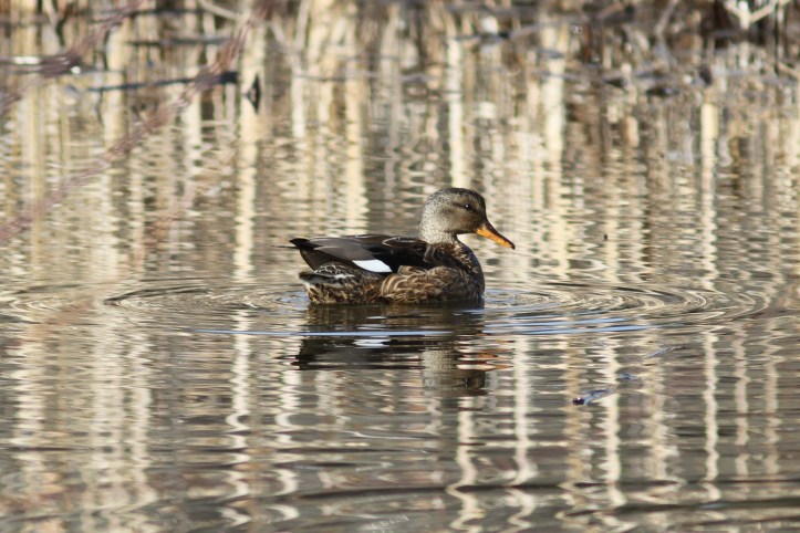 Gadwall lhlj4