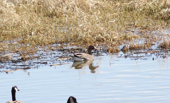 Greater White-fronted Goose kgjhhg3