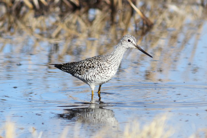 Greater Yellowlegs gkhk2