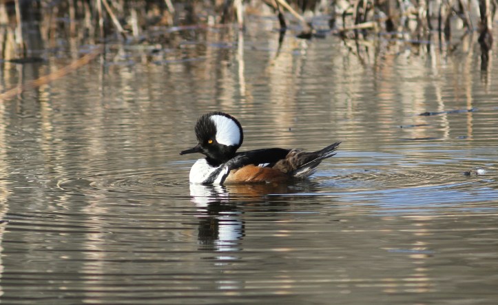 Hooded Merganser 90nh3