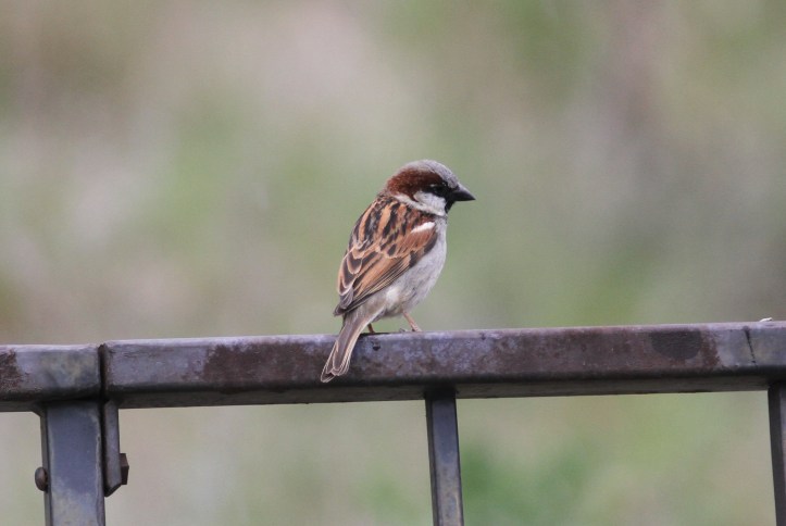 House Sparrow khgk2
